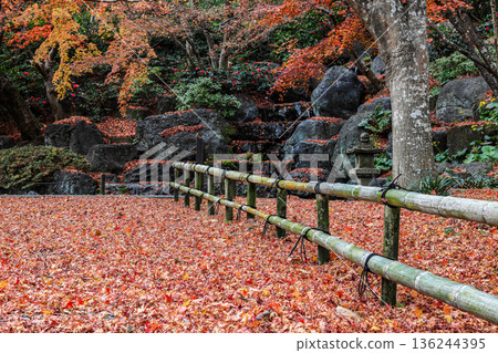 Beautiful Alley, pedestrian path along the tree Full of fallen leaves in garden during autumn. 136244395