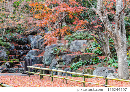 Beautiful Alley, pedestrian path along the tree Full of fallen leaves in garden during autumn. 136244397