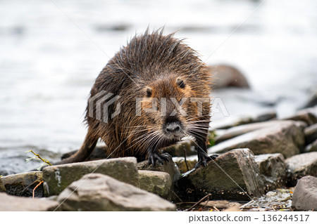 muskrat muskrat 136244517