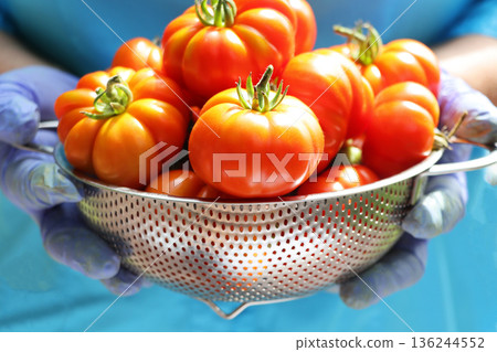 tomato, woman, hands 136244552