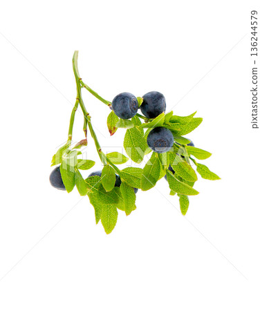 blueberries branch on white. 136244579