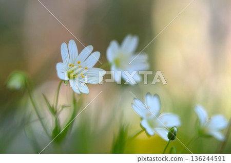 the small flowers the small flowers 136244591