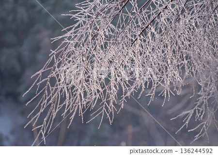 Tree branches Tree branches 136244592