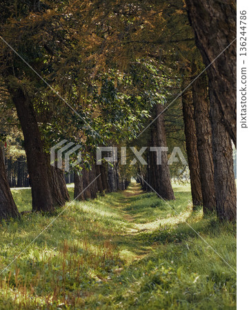 Peaceful Journey Through Shaded Woodland With Peaceful Surroundings 136244786