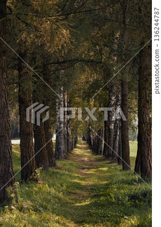 Peaceful Journey Through Shaded Woodland With Peaceful Surroundings 136244787