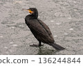 cormorant 136244844