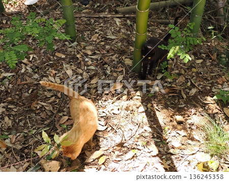 Cute kittens appear to be competing in a bamboo forest Cute kittens appear to be competing in a bamboo forest 136245358