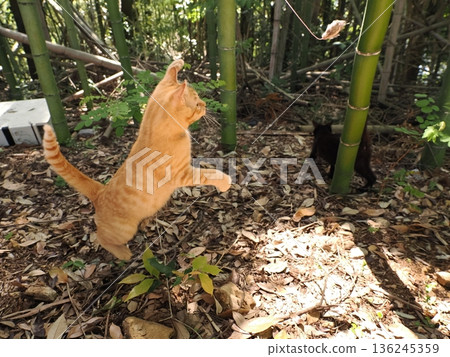 可愛的小貓們似乎正在竹林裡比賽 136245359