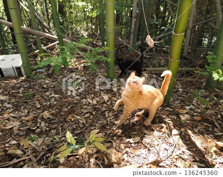 Cute kittens appear to be competing in a bamboo forest 136245360