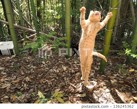 可愛的小貓們似乎正在竹林裡比賽 136245362