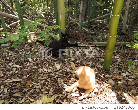Cute kittens appear to be competing in a bamboo forest Cute kittens appear to be competing in a bamboo forest 136245366