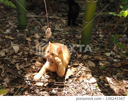 Cute kittens appear to be competing in a bamboo forest Cute kittens appear to be competing in a bamboo forest 136245367
