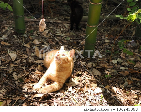 Cute kittens appear to be competing in a bamboo forest Cute kittens appear to be competing in a bamboo forest 136245368
