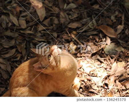 Cute kittens appear to be competing in a bamboo forest 136245370