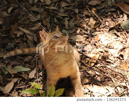 Cute kittens appear to be competing in a bamboo forest Cute kittens appear to be competing in a bamboo forest 136245373
