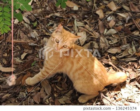 Cute kittens appear to be competing in a bamboo forest Cute kittens appear to be competing in a bamboo forest 136245374