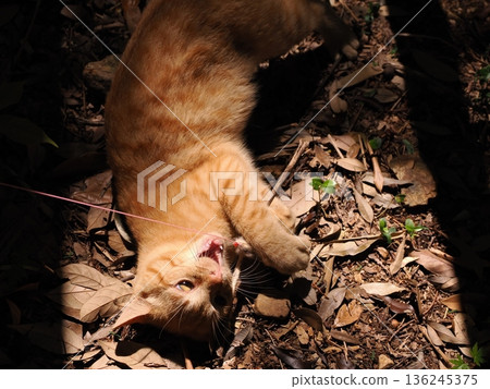 Cute kittens appear to be competing in a bamboo forest Cute kittens appear to be competing in a bamboo forest 136245375