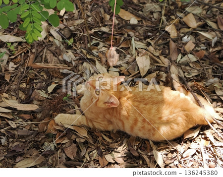 Cute kittens appear to be competing in a bamboo forest 136245380