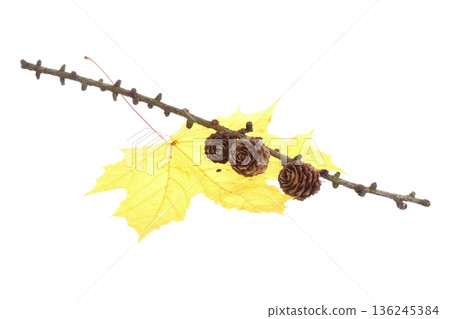 autumn pine cone maple leaf isolated autumn pine cone maple leaf isolated 136245384