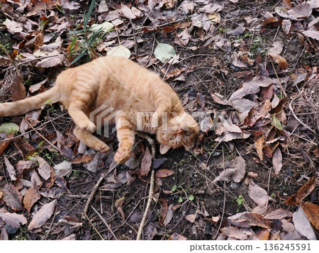 Kitten playing on fallen leaves Kitten playing on fallen leaves 136245591