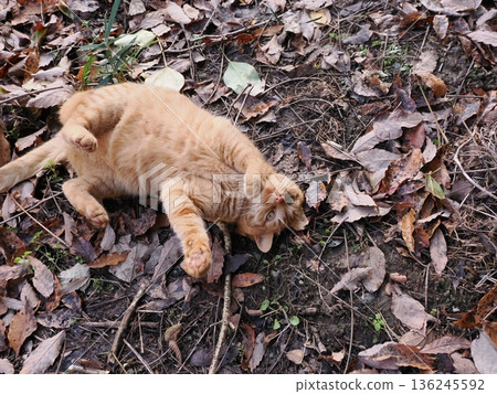 Kitten playing on fallen leaves Kitten playing on fallen leaves 136245592