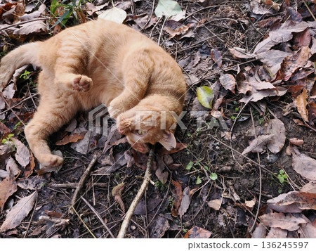 Kitten playing on fallen leaves Kitten playing on fallen leaves 136245597