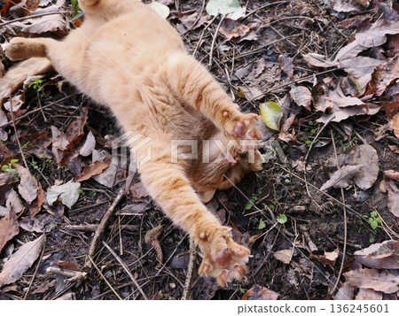 Kitten playing on fallen leaves 136245601