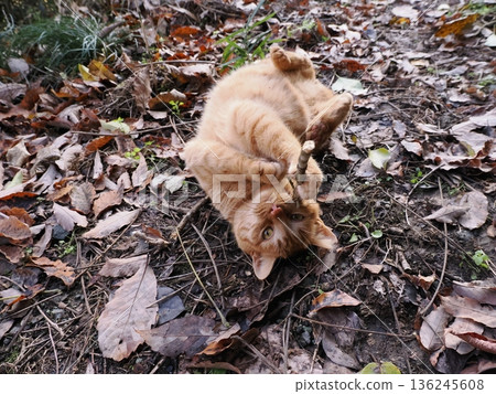 Kitten playing on fallen leaves 136245608