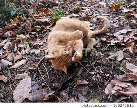 Kitten playing on fallen leaves Kitten playing on fallen leaves 136245612