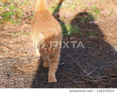 Kitten playing on fallen leaves Kitten playing on fallen leaves 136245624