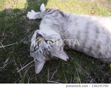 A cat staring at you 136245700