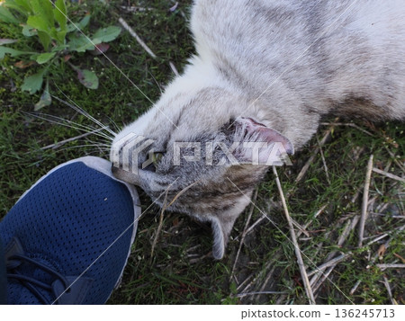 一隻貓盯著你 136245713