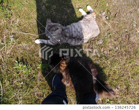 A cat staring at you A cat staring at you 136245726