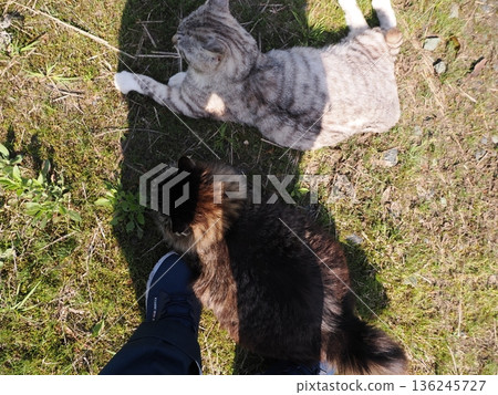 A cat staring at you A cat staring at you 136245727
