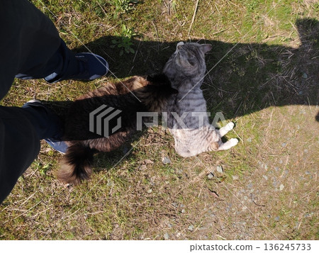 A cat staring at you 136245733