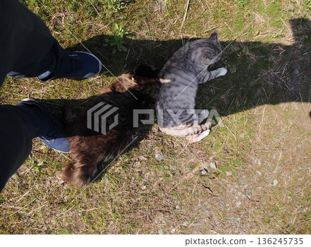 A cat staring at you 136245735