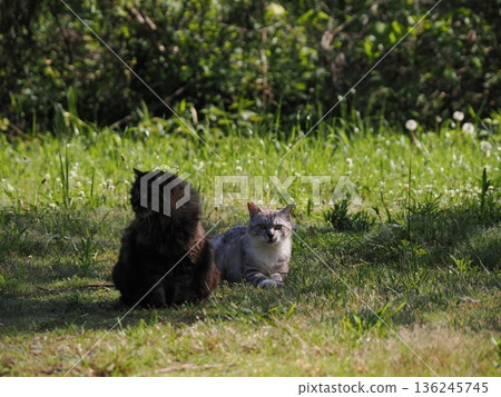 A cat staring at you 136245745