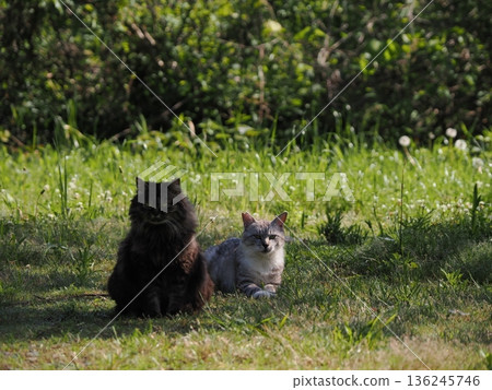 一隻貓盯著你 136245746