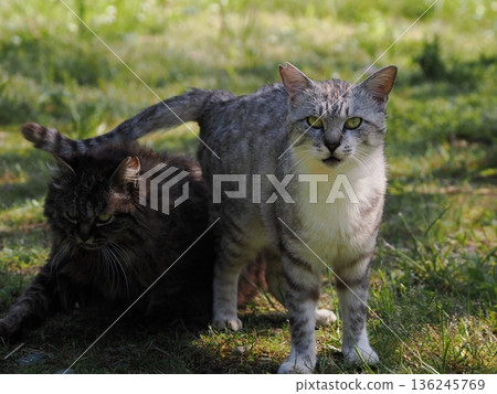 A cat staring at you A cat staring at you 136245769