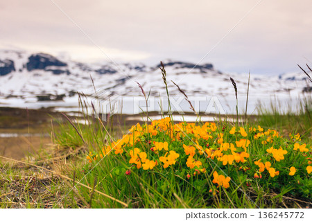 Yellow spring flowers in norwegian mountains Yellow spring flowers in norwegian mountains 136245772