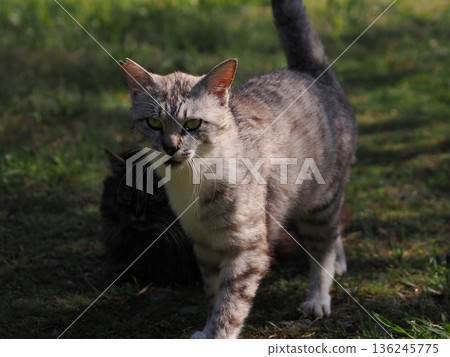 A cat staring at you 136245775