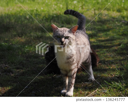 A cat staring at you A cat staring at you 136245777