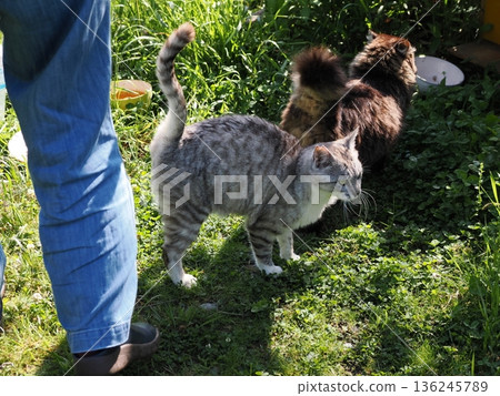 一隻貓盯著你 136245789