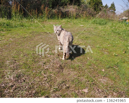 友善可愛的當地貓 136245965