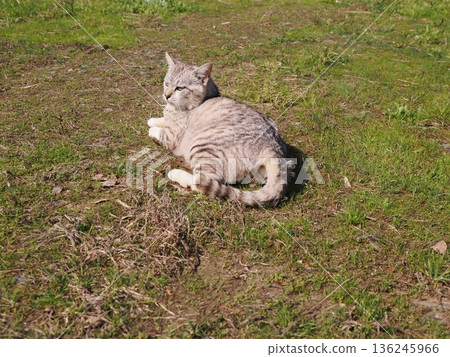 友善可愛的當地貓 友善可愛的當地貓 136245966