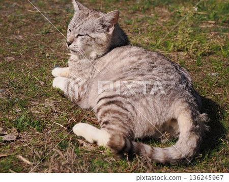 Friendly, cute local cats 136245967