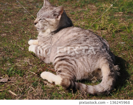 Friendly, cute local cats Friendly, cute local cats 136245968