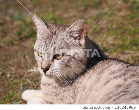 友善可愛的當地貓 136245969