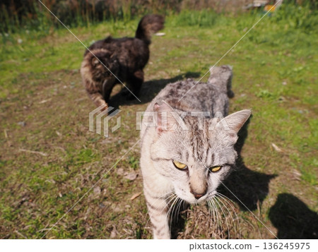Friendly, cute local cats Friendly, cute local cats 136245975