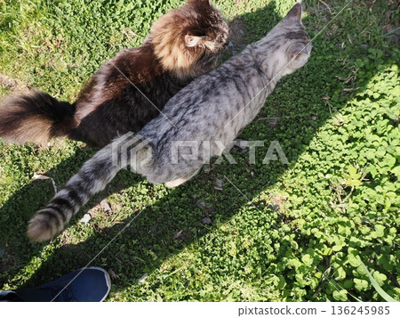 Friendly, cute local cats 136245985